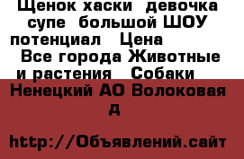 Щенок хаски, девочка супе, большой ШОУ потенциал › Цена ­ 50 000 - Все города Животные и растения » Собаки   . Ненецкий АО,Волоковая д.